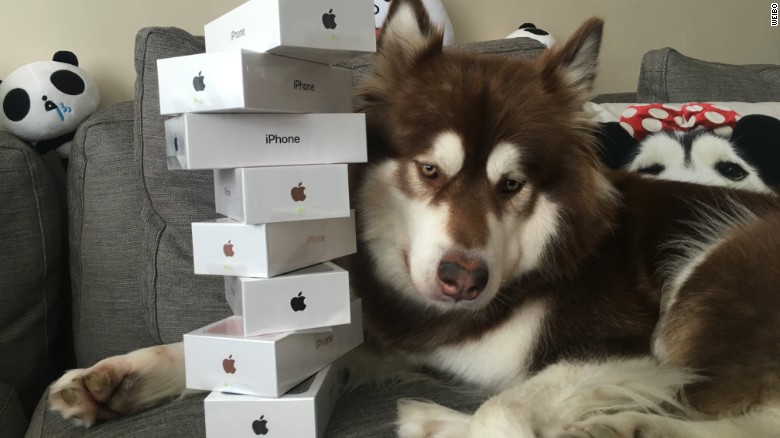 iPhone 7 dog (1)