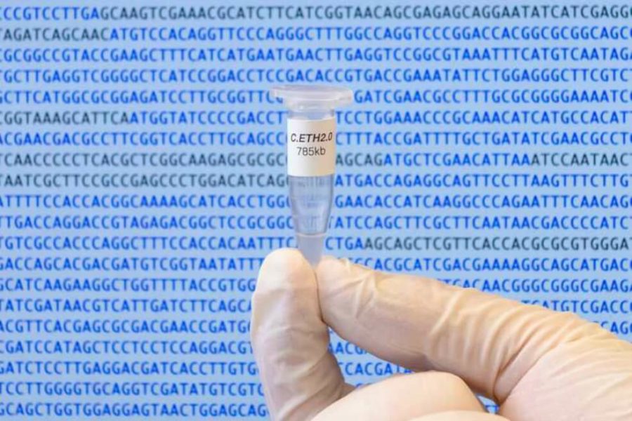 El genoma de Caulobacter ethensis-2.0 creado artificialmente y almacenado en un micro tubo de laboratorio. ETH Zurich / Jonathan Venetz